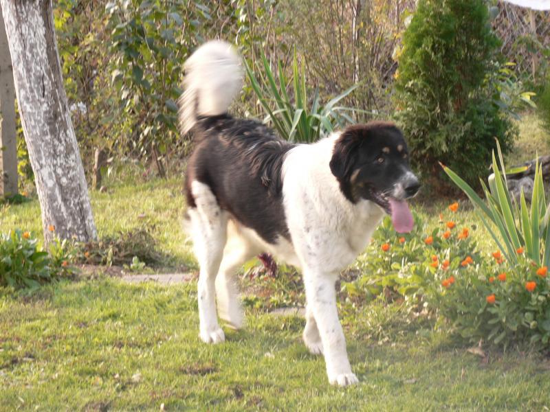 Морфологический разбор слова бок онлайн