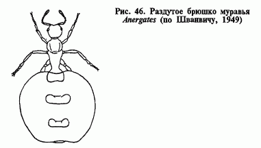 морфологический разбор слова брюшко