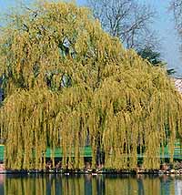 морфологический разбор слова ива