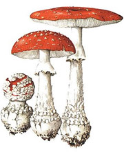 морфологический разбор слова мухомор