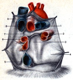 задняя стенка полости перикарда анатомия. топография перикарда и его синусов. передне нижний синус перикарда. топография перикарда синусы. топография перикарда.