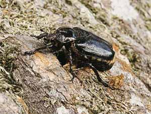 морфологический разбор слова пестряк