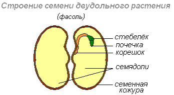 морфологический разбор слова семя