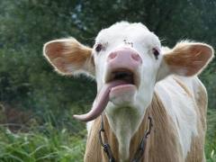 морфологический разбор слова теленок