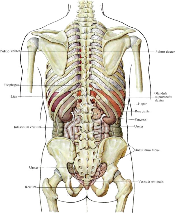 Внутренние органы человека схема расположения у женщин со спины